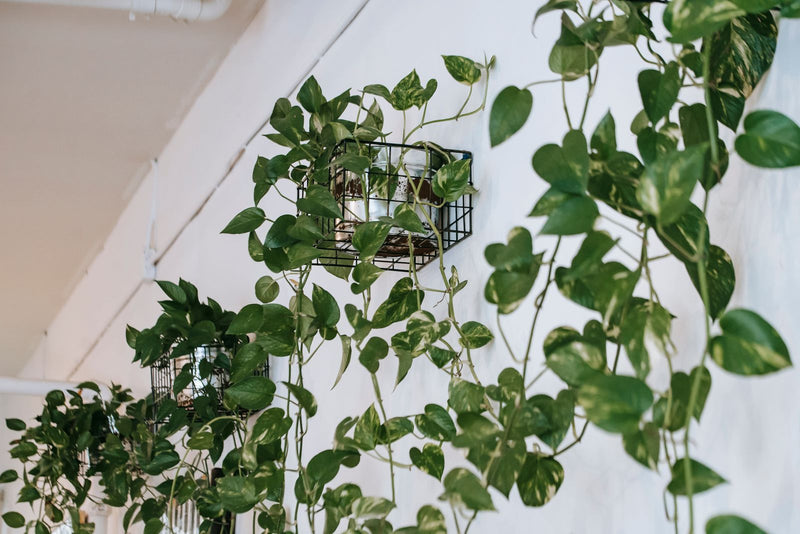 Urban Jungle interieur: meer groen, meer leven