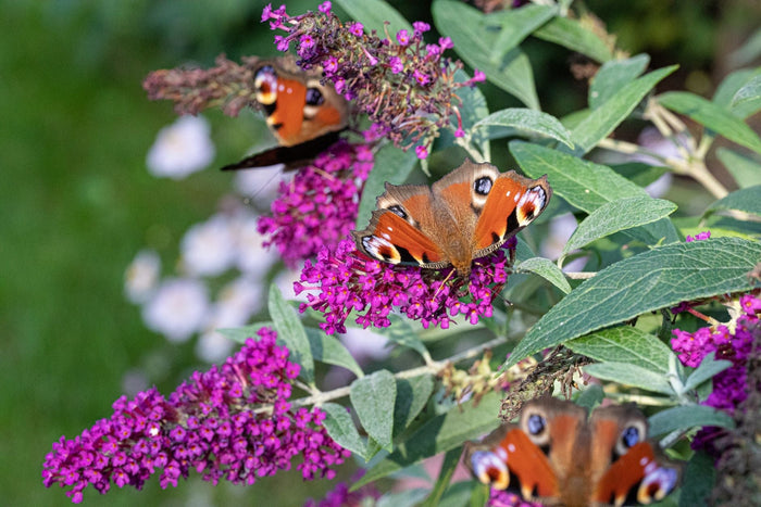 Vlinderstruik (Buddleja): planten, snoeien en de vlinders die erop afkomen