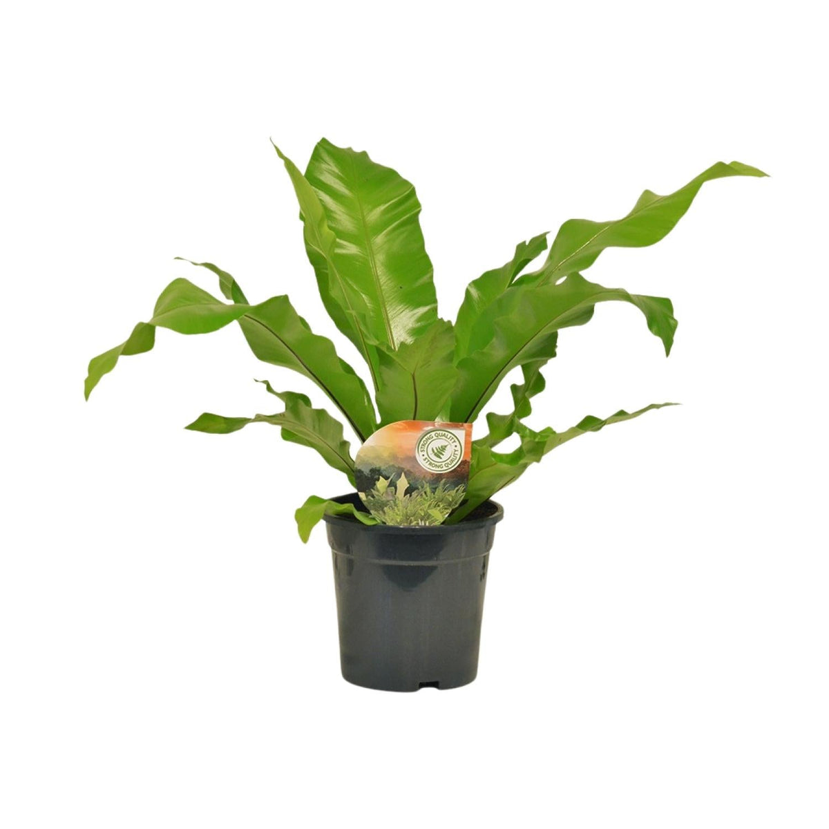 Tongvaren - Asplenium nidus - Ø17cm - ↕60cm