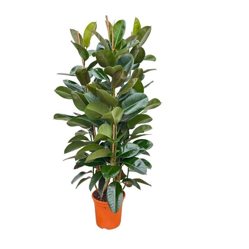 Rubberboom struik - Ficus elastica Robusta - Ø27cm - ↕140cm