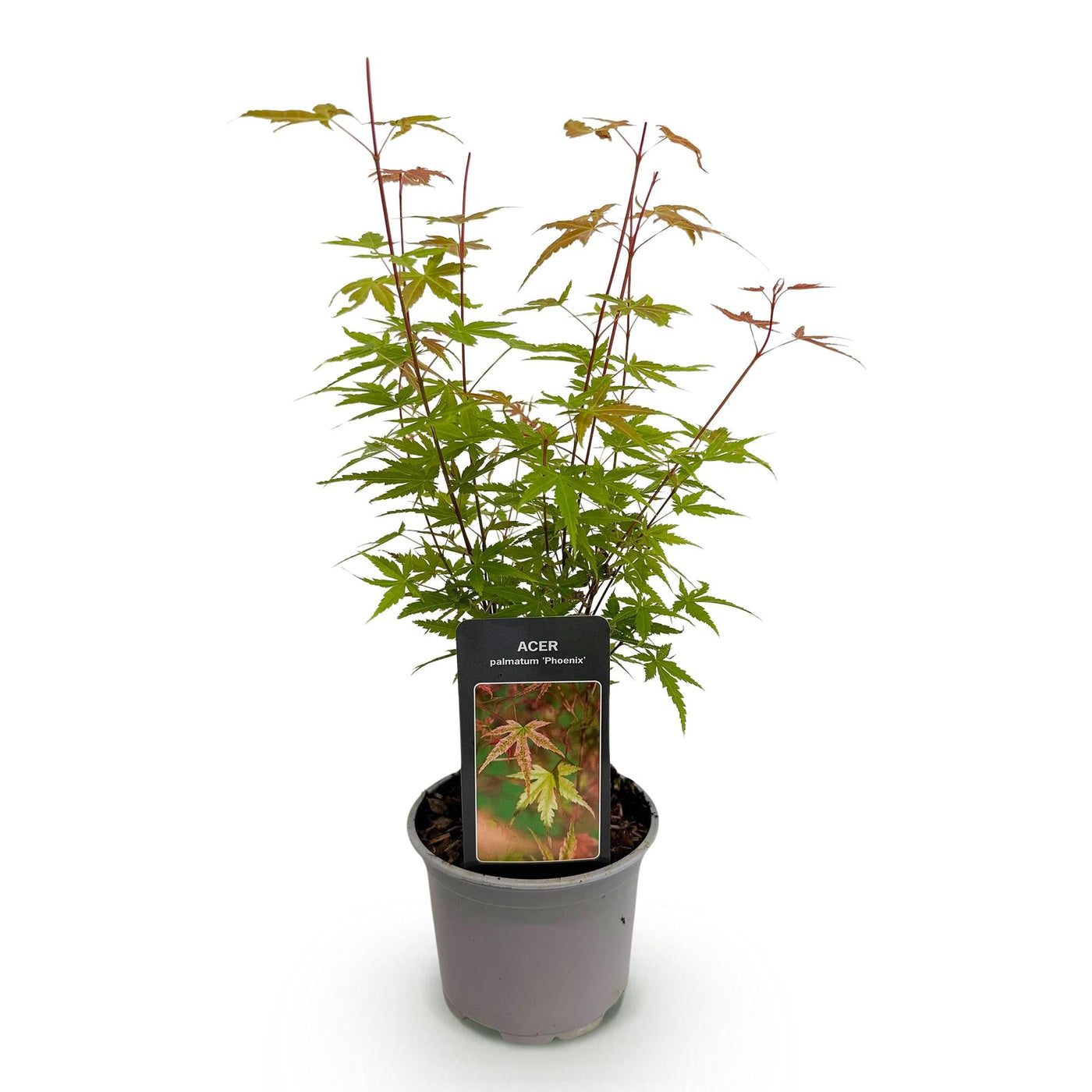 Japanse Esdoorn - Acer palmatum Phoenix - Roze - Ø12cm - ↕35cm