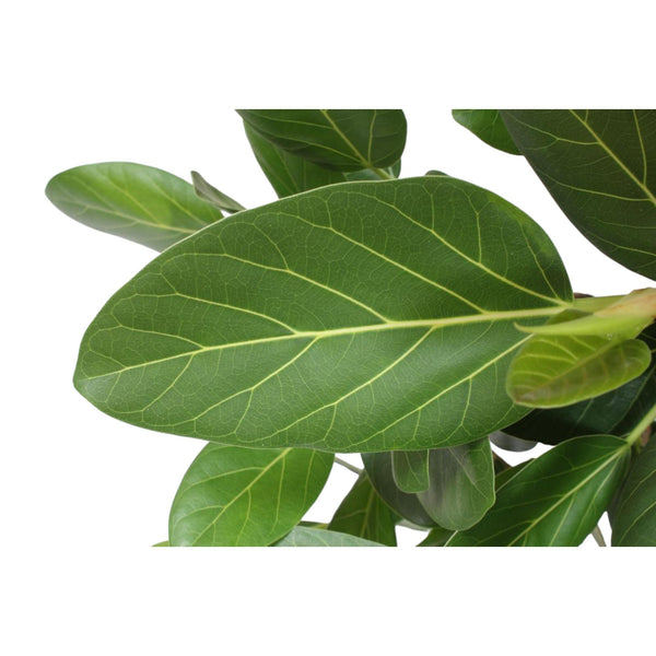 Bengaalse Vijg - Ficus benghalensis - Ø30cm - ↕150cm
