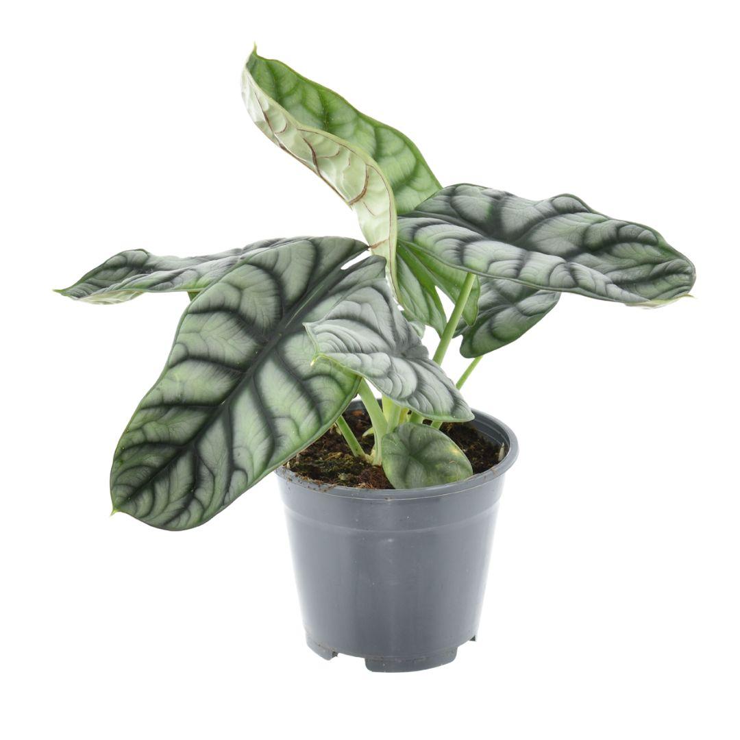 Olifantsoor - Alocasia Nebula Silver Compacta - Ø14cm - ↕30cm