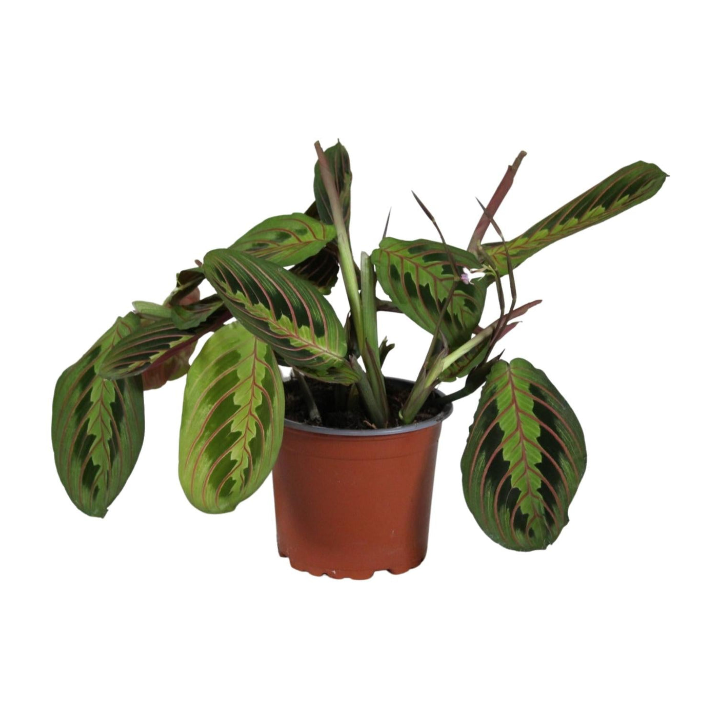 Zebraplant - Maranta Leuconeura Fascinator - Ø12cm - ↕30cm