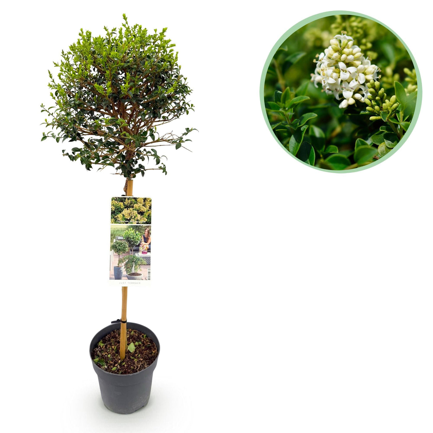 Liguster op stam - Ligustrum delavayanum - Ø19cm - ↕90cm