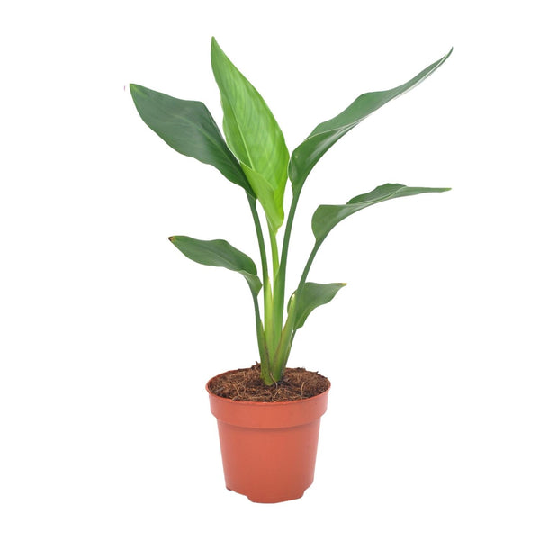 Paradijsvogelplant - Strelitzia reginae - Ø12cm - ↕40cm