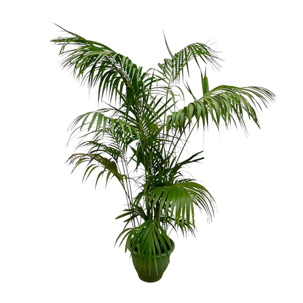 Kentiapalm - Kentia Palm - Ø32cm - ↕260cm