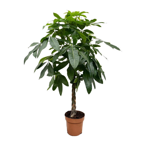 Geldboom - Pachira aquatica - Ø27cm - ↕170cm