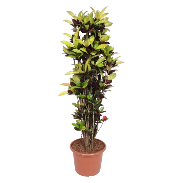Croton - Codiaeum Iceton - Ø45cm - ↕190cm