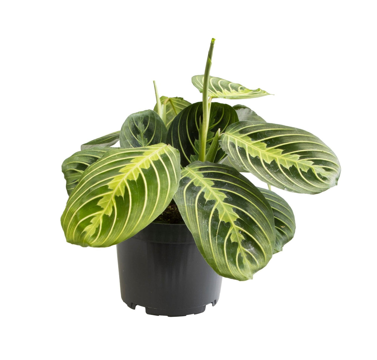 Zebraplant - Maranta Lemon Lime - Ø12cm