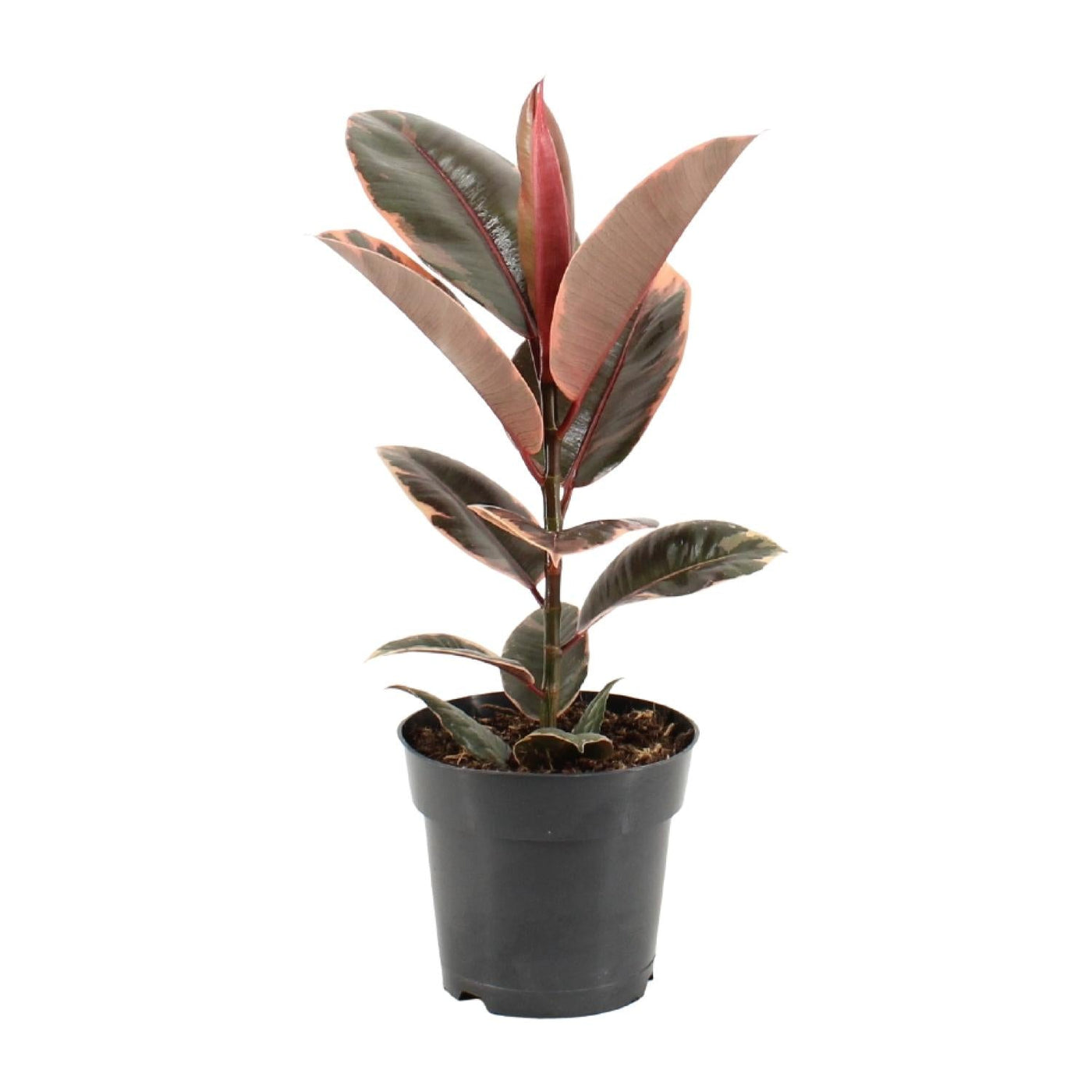 Rubberboom - Ficus elastica Belize - Ø17cm - ↕55cm