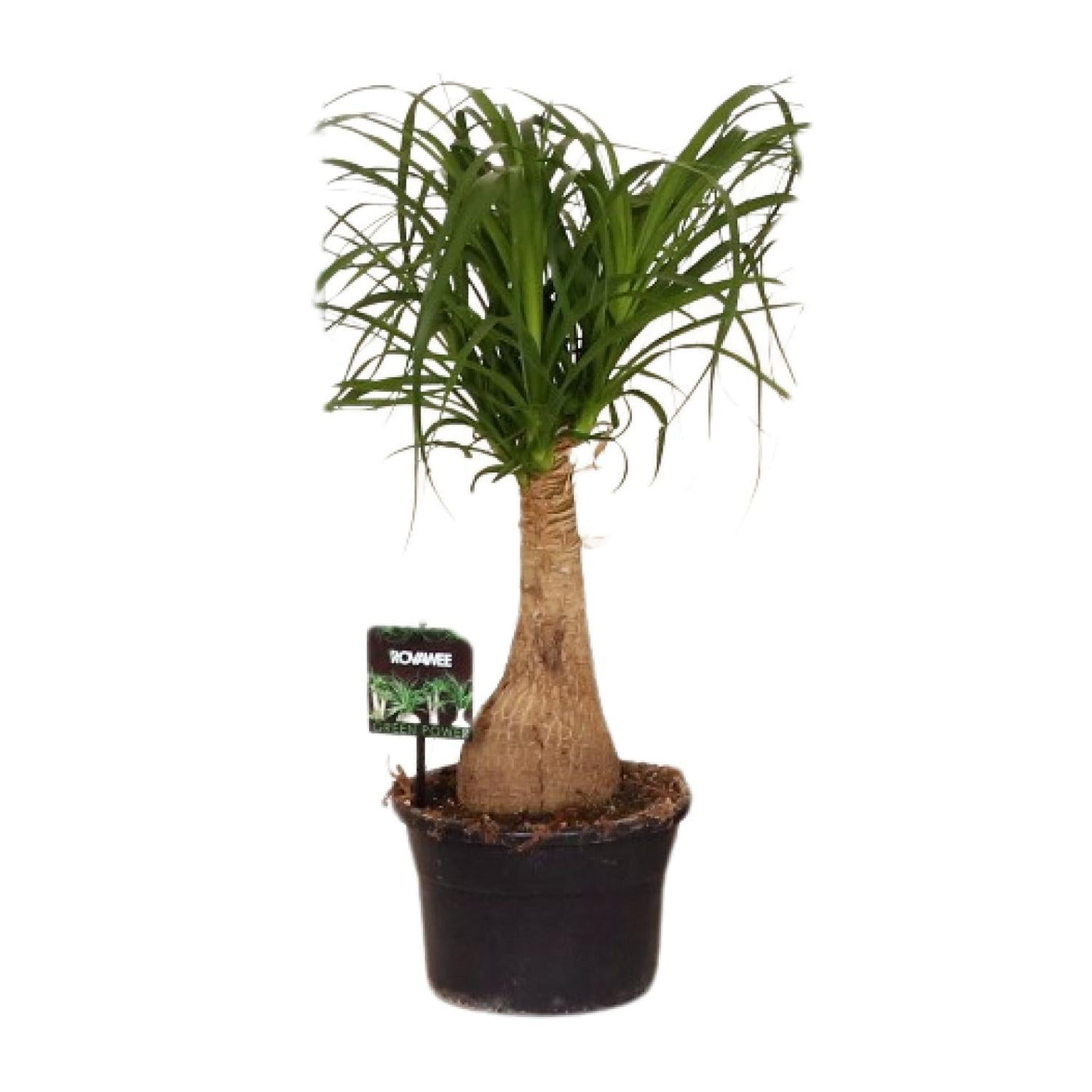 Beaucarnea Nolina - Ø19cm↕60cm
