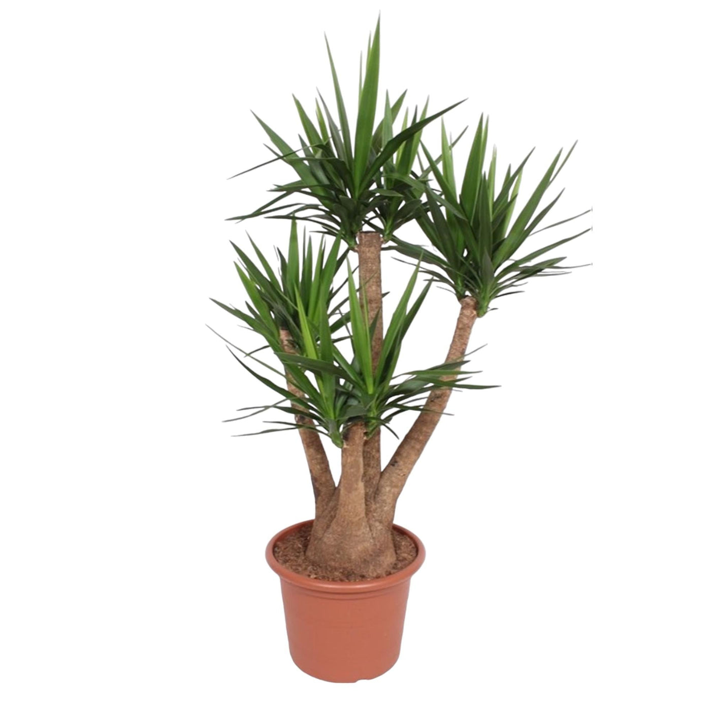 Palmlelie - Yucca elephantipes vertakt - Ø45cm - ↕170cm
