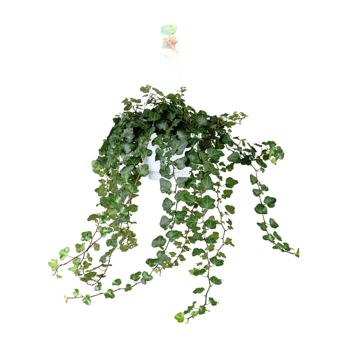 Klimop - Hedera Wonder Green - Ø24cm - ↕70cm