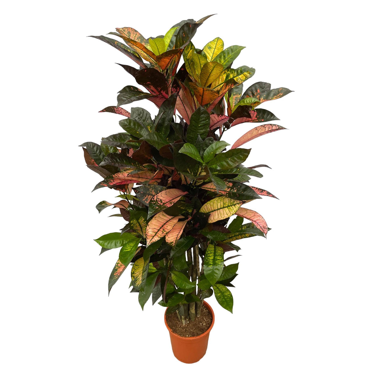 Croton - Codiaeum Iceton vertakt - Ø24cm - ↕100cm