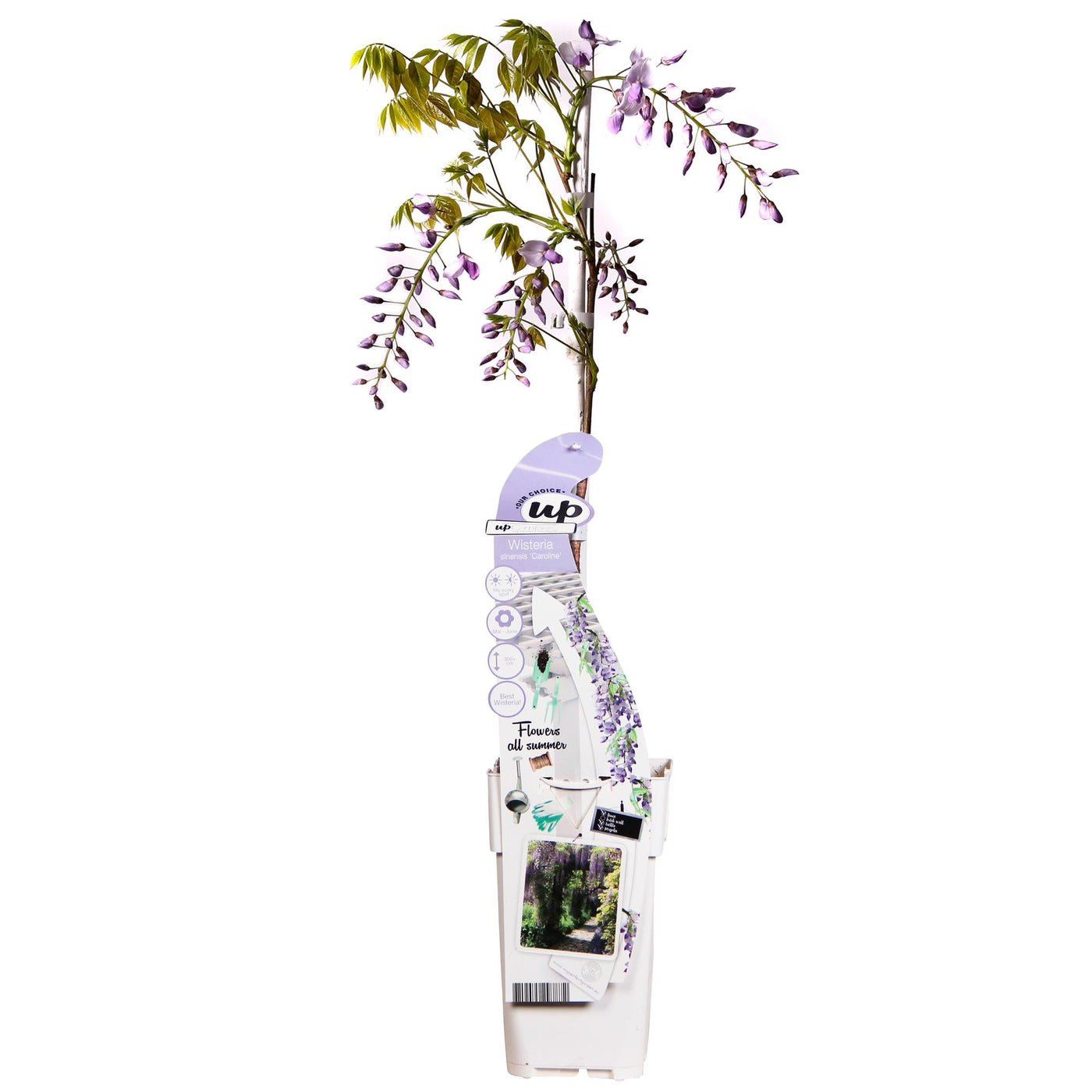 Blauwe regen - Wisteria sinensis Caroline - Ø15cm - ↕65cm