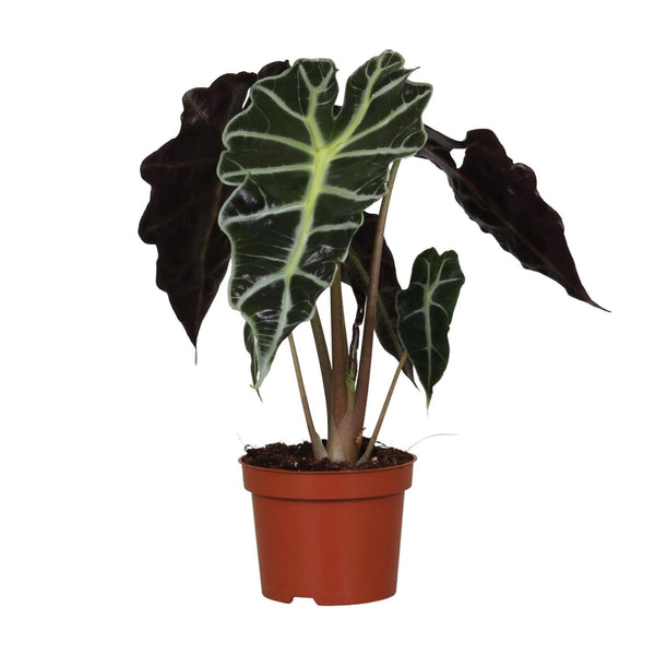 Olifantsoor - Alocasia Amazonica Polly - Ø12cm - ↕30cm