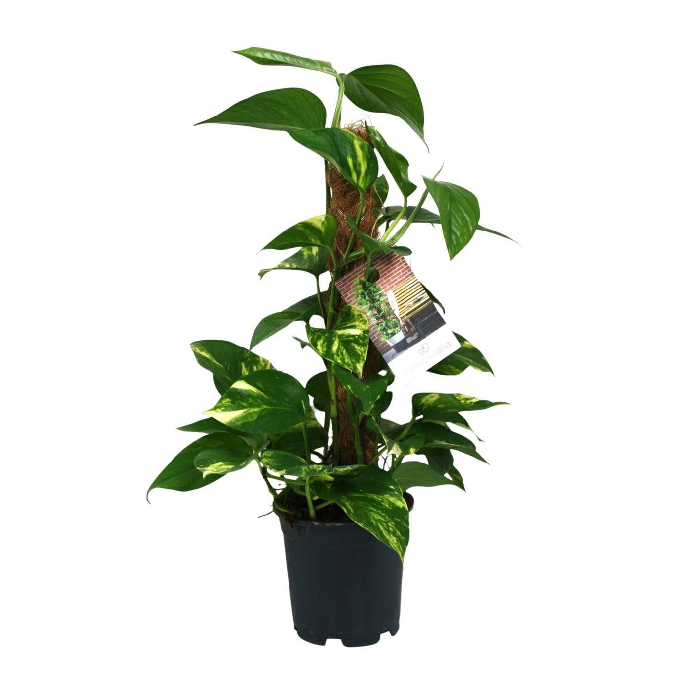 Pothos - Epipremnum aureum - Ø15cm - ↕50cm