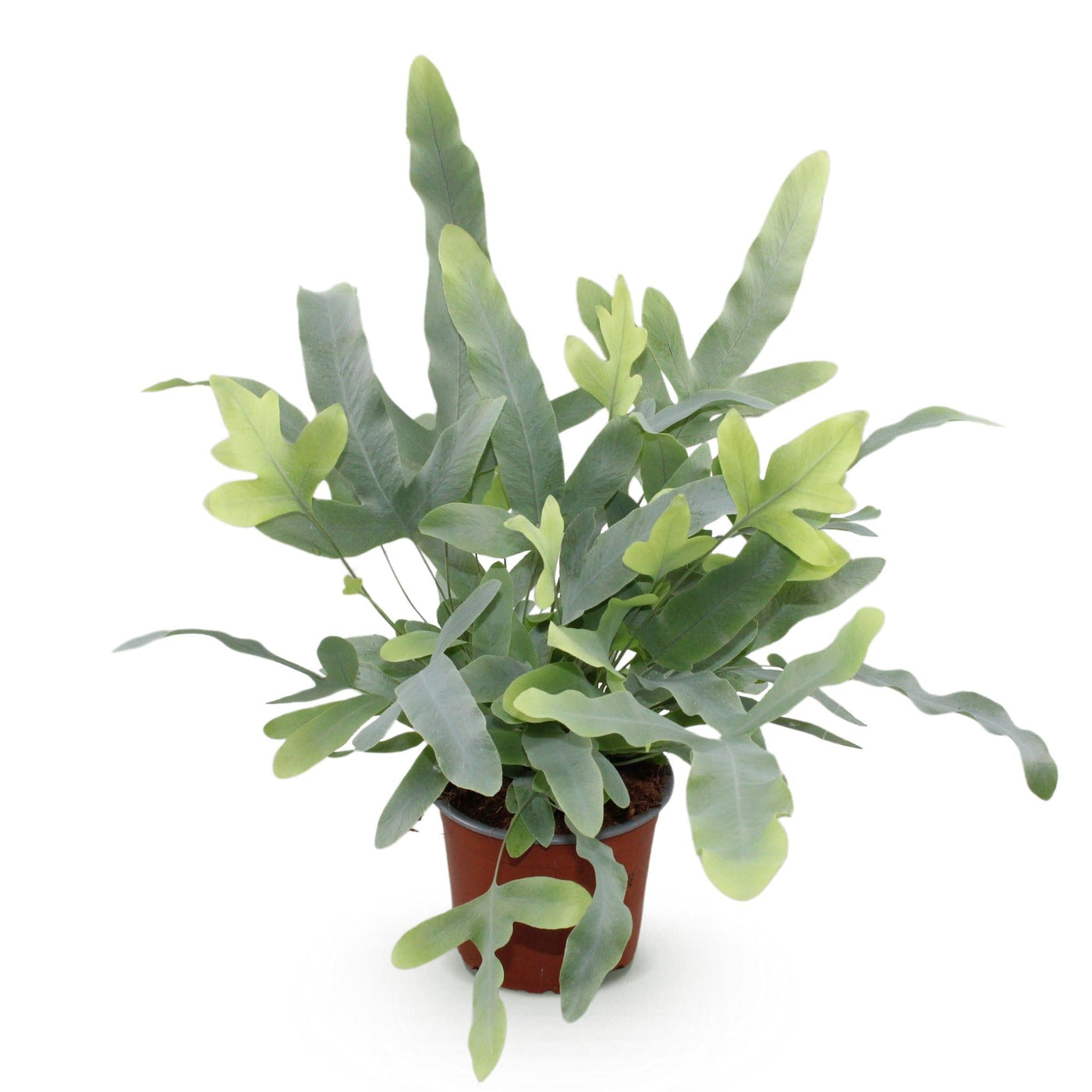 Phlebodium aureum Blue Star - Blauwe Varen - Blauw - Ø12cm - ↕25cm