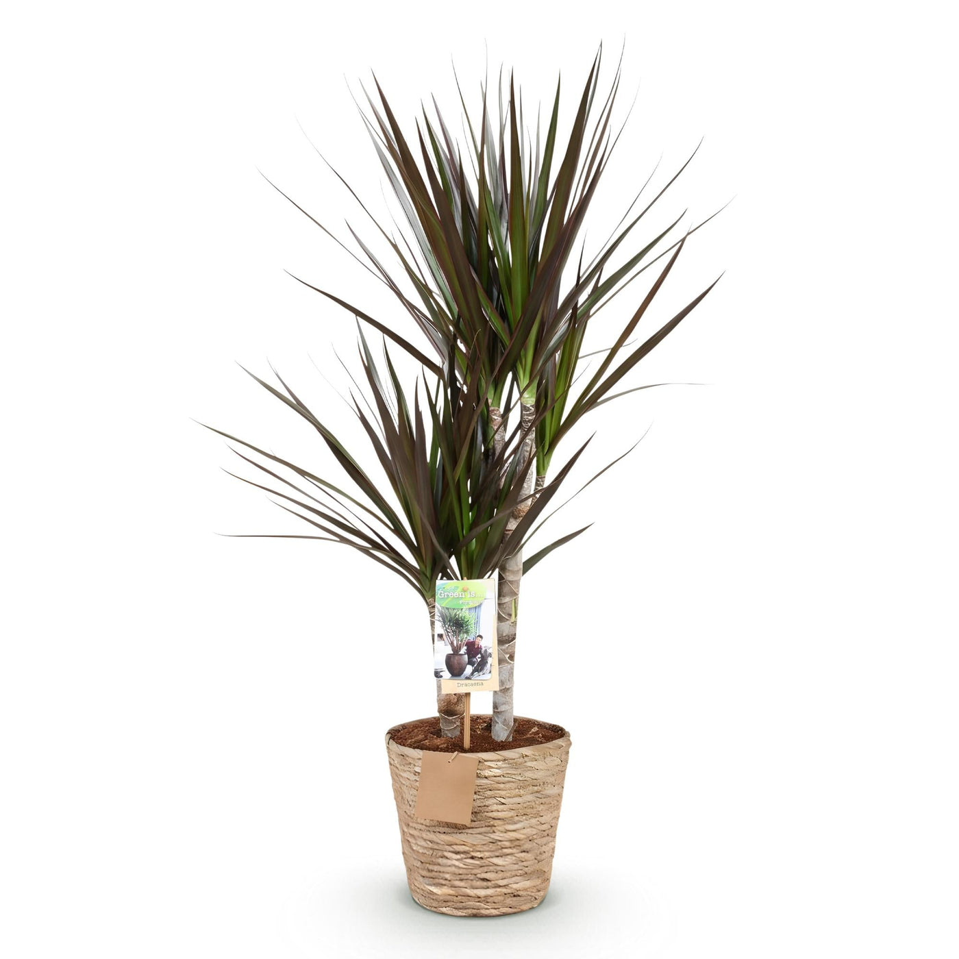 Drakenbloedboom - Dracaena Magenta - incl. mand - Ø17cm - ↕70-80cm