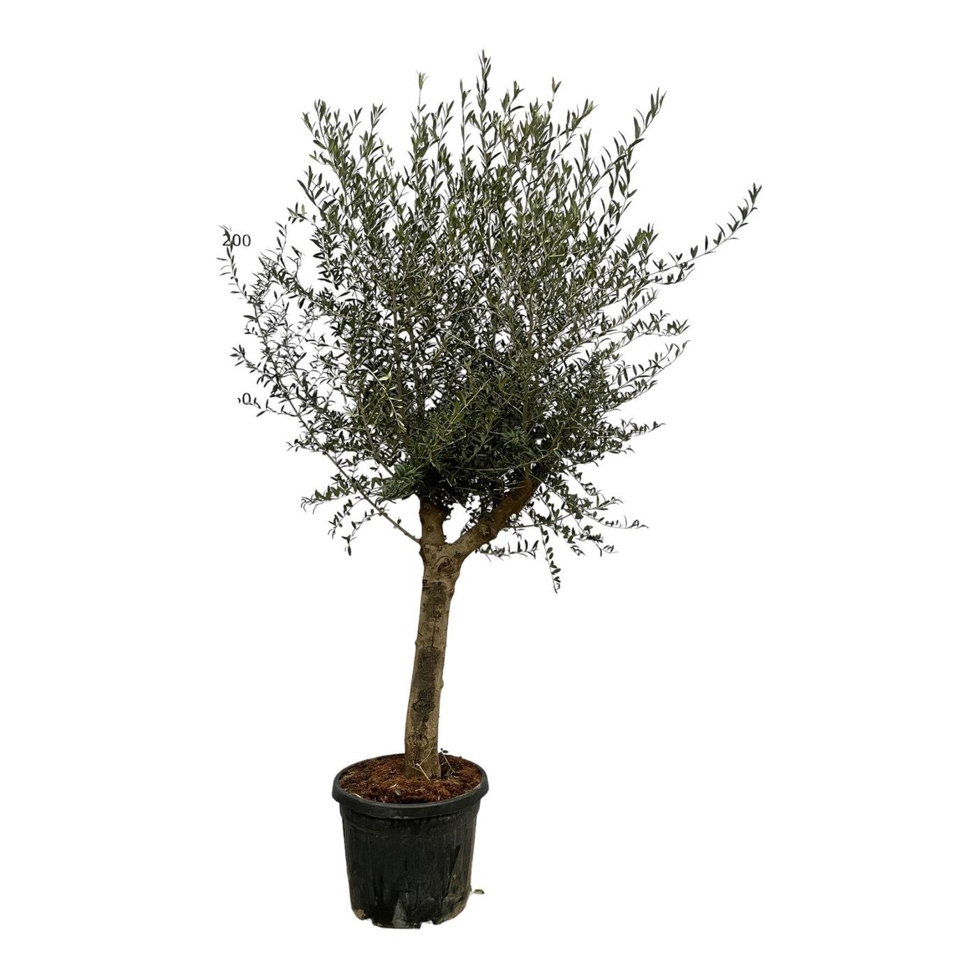 Olijfboom - Olea europaea - karakterstam - Ø45cm - ↕200cm