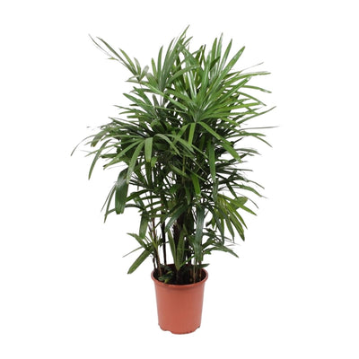 Rijststrootpalm - Rhapis excelsa - Ø27cm - ↕120cm