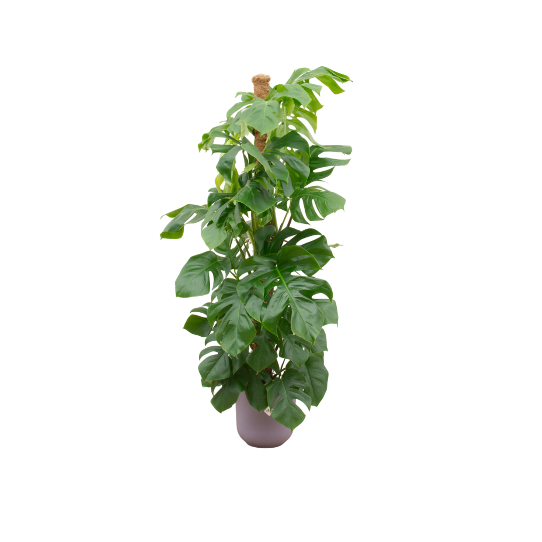 Gatenplant - Monstera Pertusum - incl. Elho Jazz - lila - Ø26cm