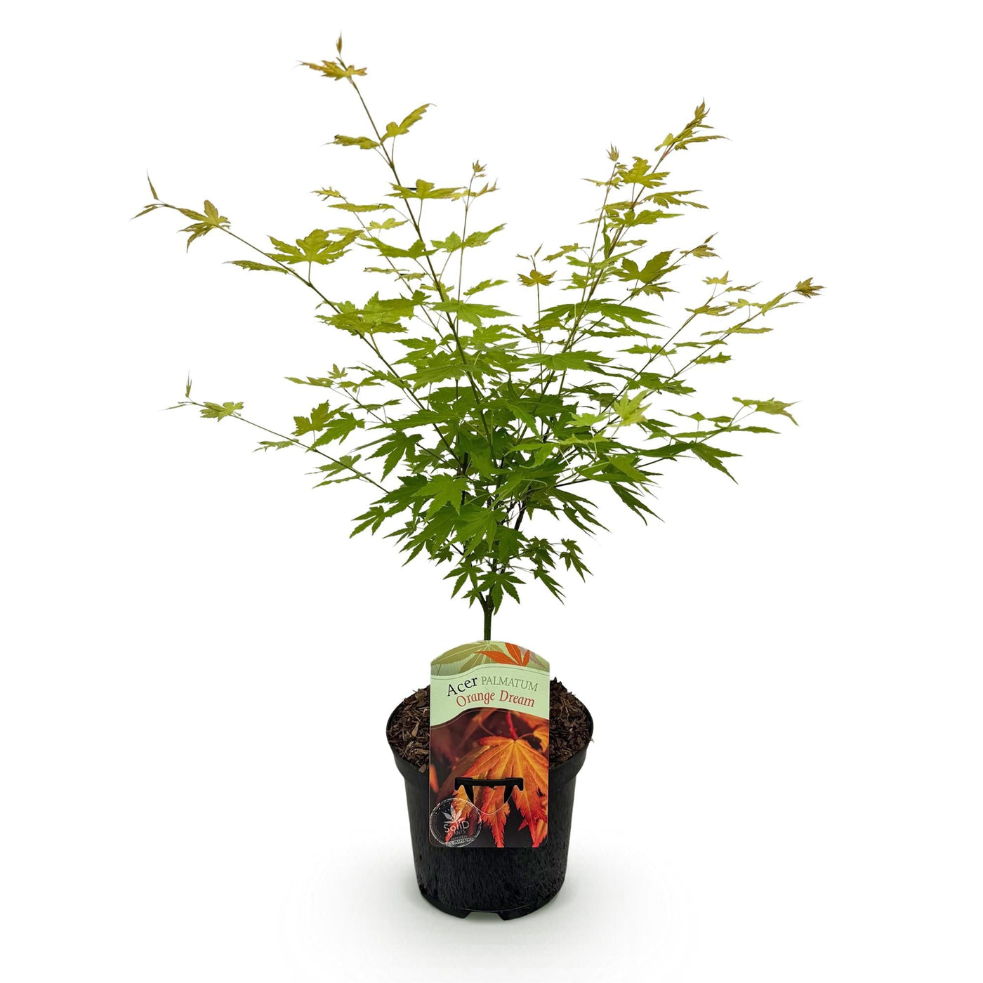 Japanse Esdoorn - Acer palmatum Orange Dream - Oranje - Ø19cm - ↕70cm