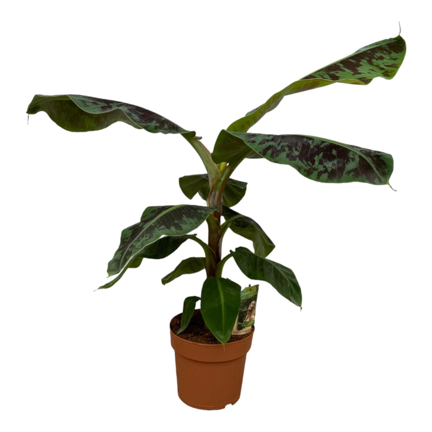 Bananenplant - Musa - Ø19cm - ↕70cm
