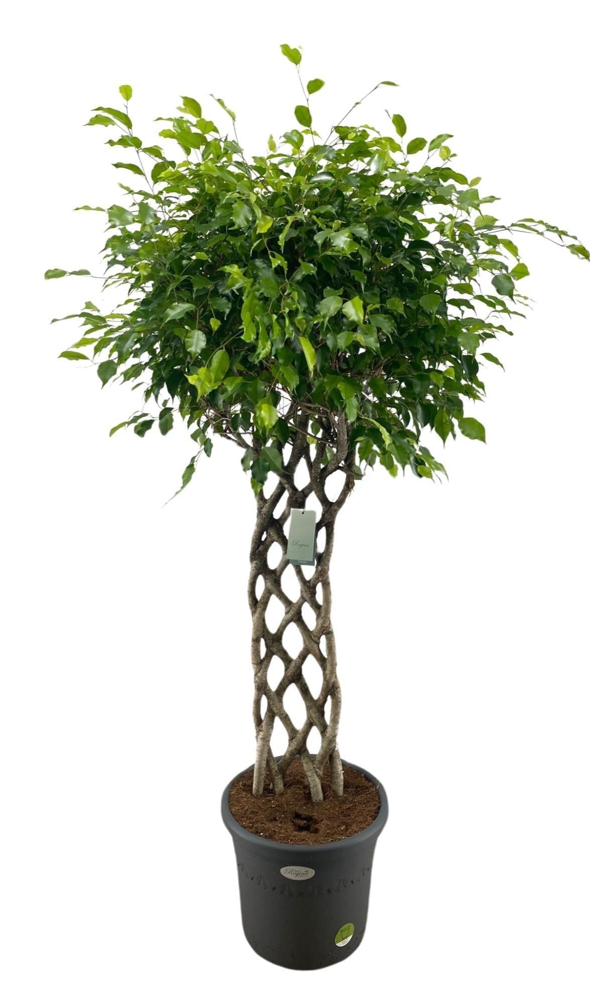 Treurvijg - Ficus benjamina gevlochten mat - ↕180cm