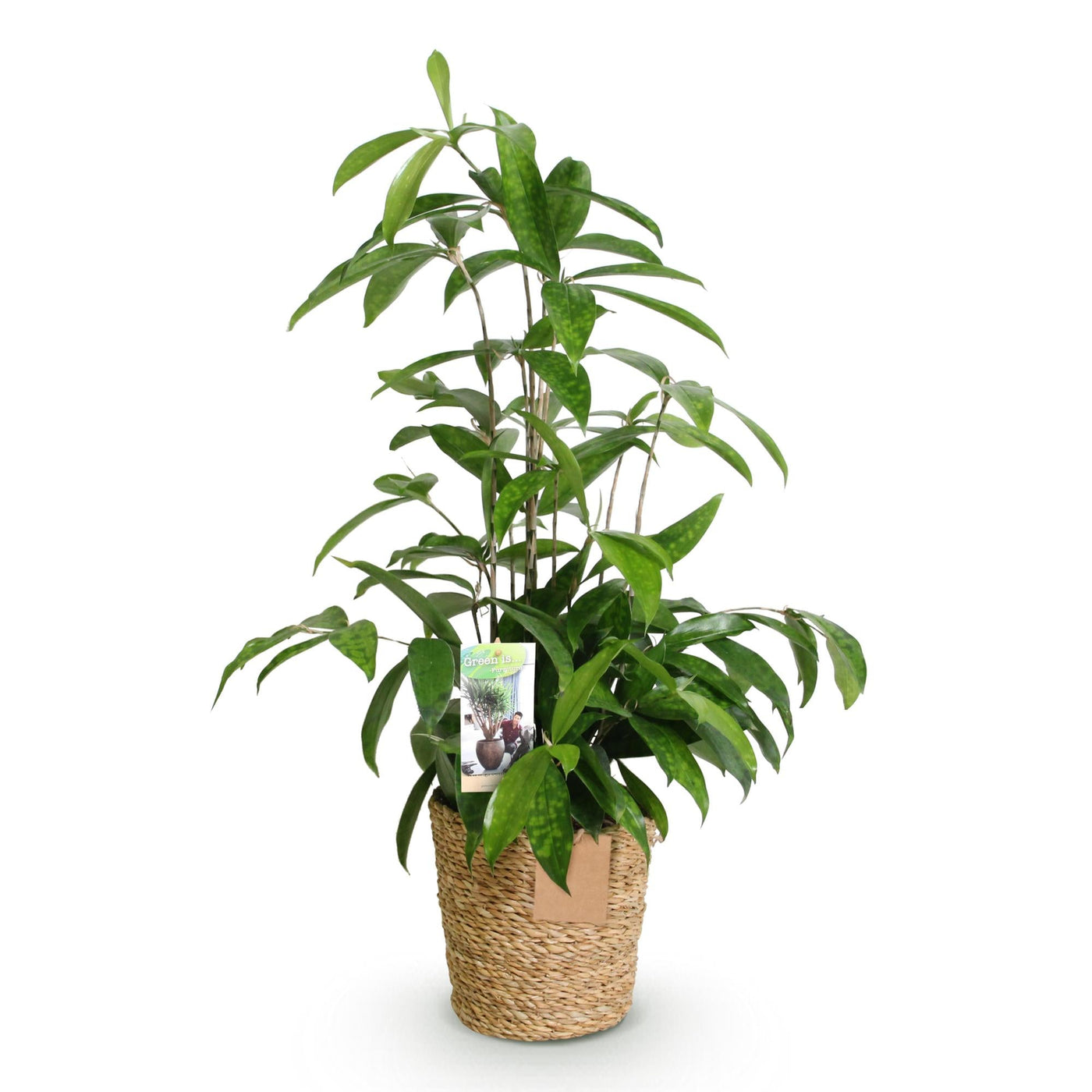 Drakenbloedboom - Dracaena surculosa - incl. mand - Ø17cm - ↕60-70cm