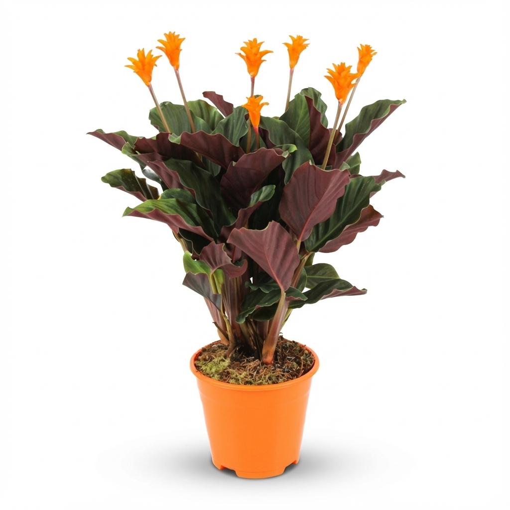 Calathea Crocata - Ø14cm - ↕40-45cm