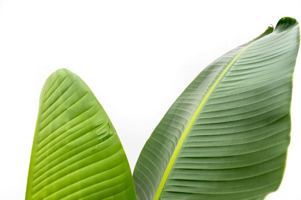 Witte paradijsvogelplant - Strelitzia augusta - Ø30cm - ↕210cm