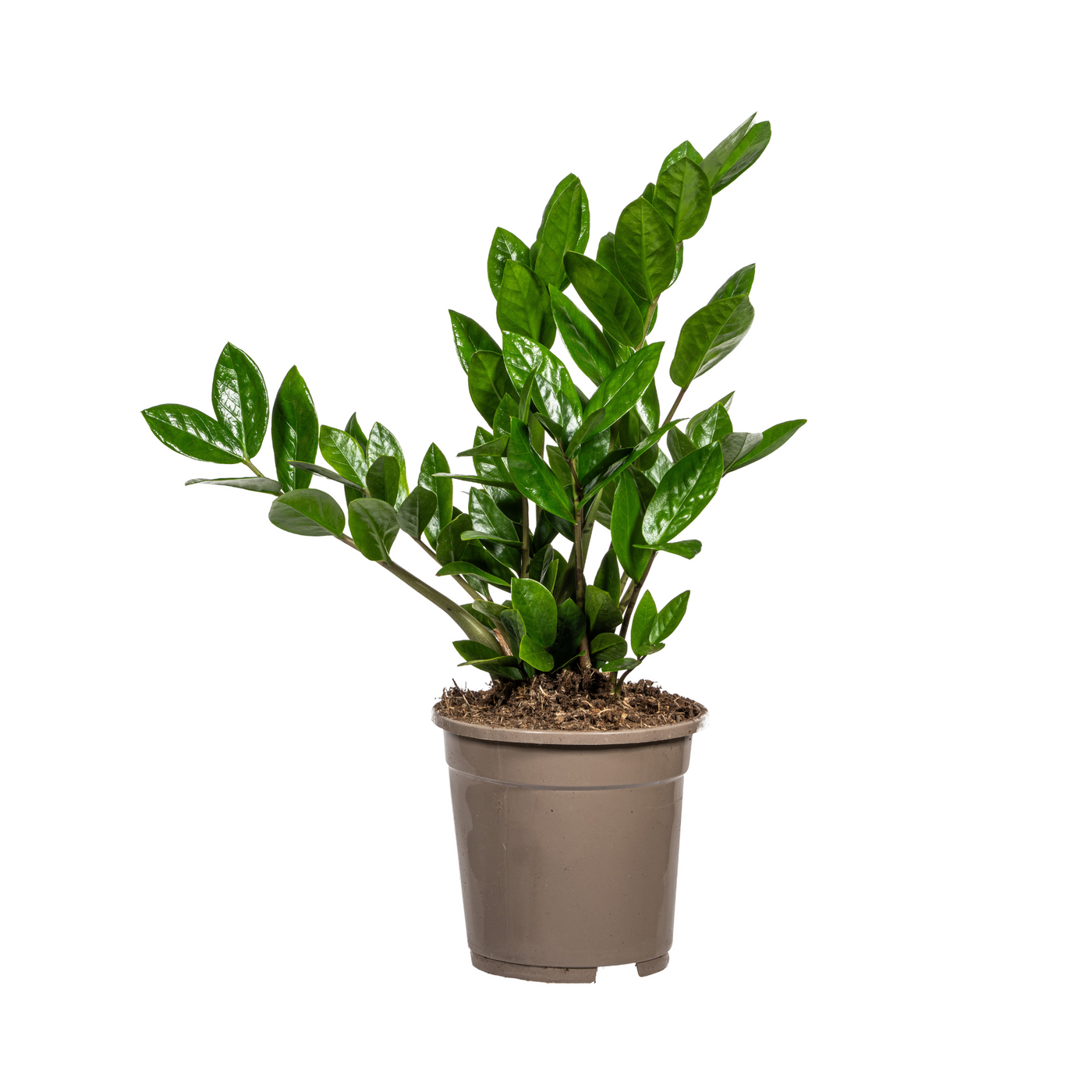 ZZ-plant - Zamioculcas zamiifolia - Ø17cm - ↕40-50cm
