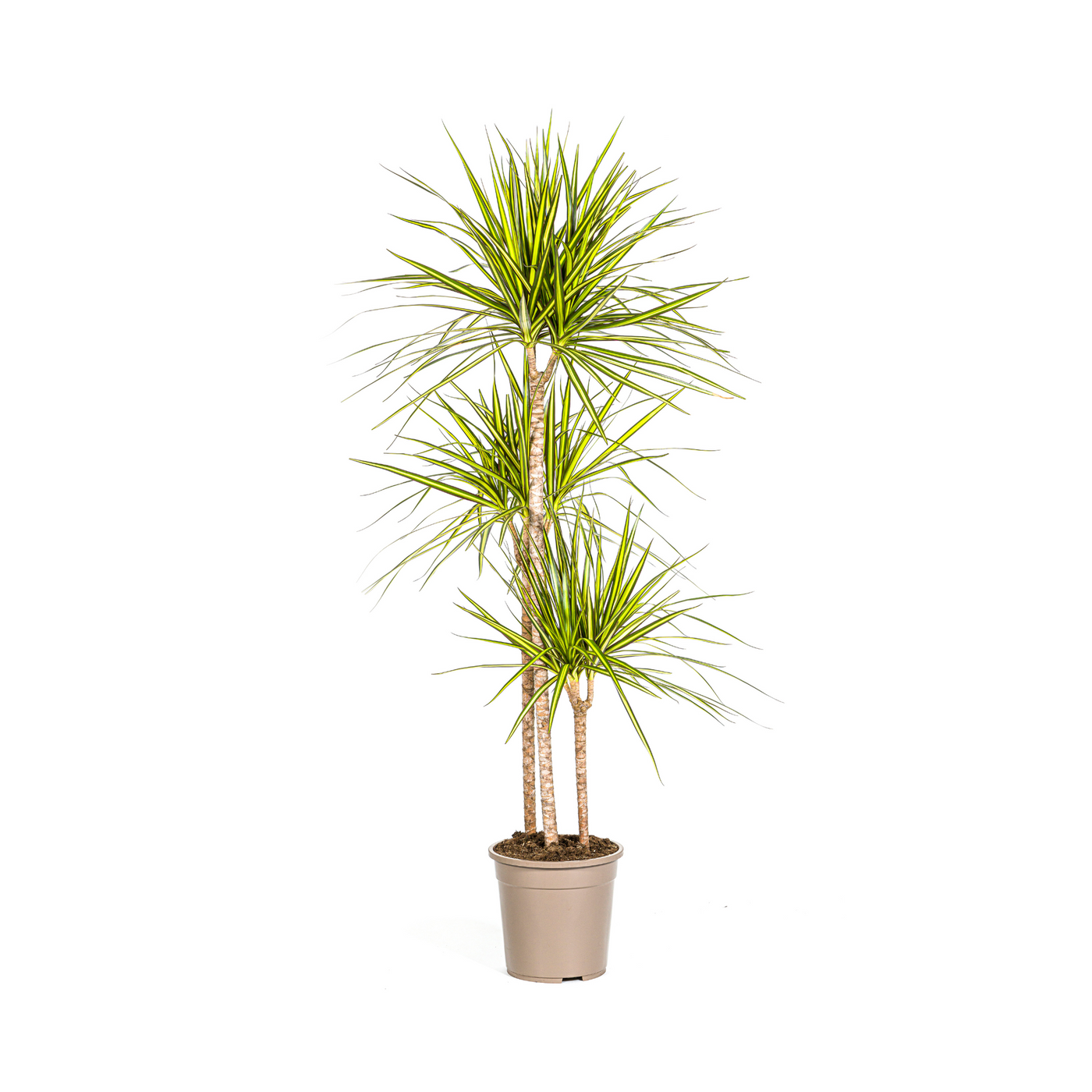 Drakenbloedboom - Dracaena Sunray - Ø24cm - ↕140cm