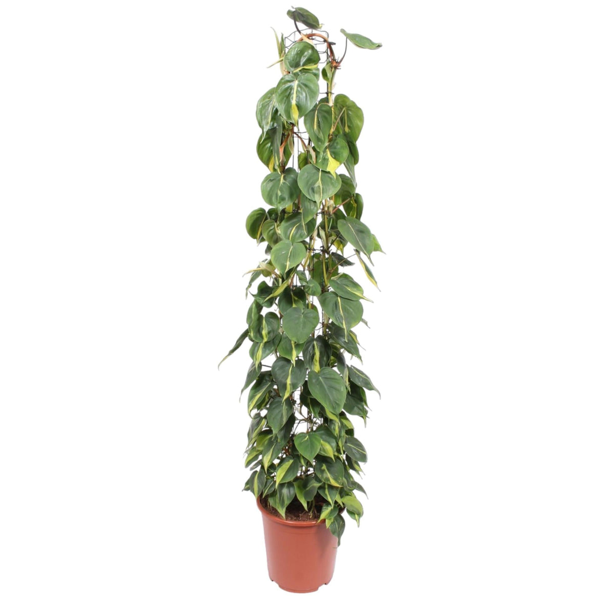 Philodendron Scandens Brasil gaasrek - Ø27cm - ↕160cm