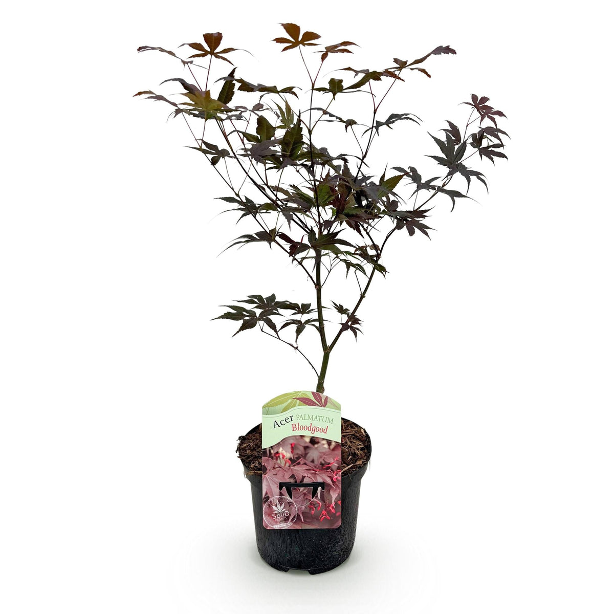 Japanse Esdoorn - Acer palmatum Bloodgood - Rood - Ø19cm - ↕70cm