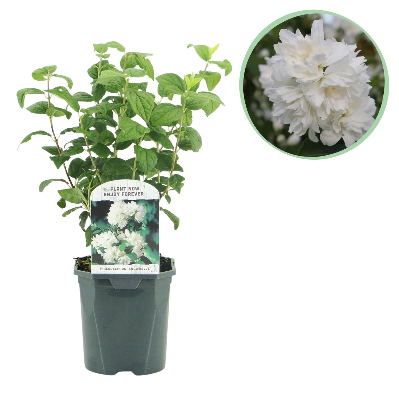 Boerenjasmijn - Philadelphus Snowbelle - wit - Ø17cm - ↕45cm