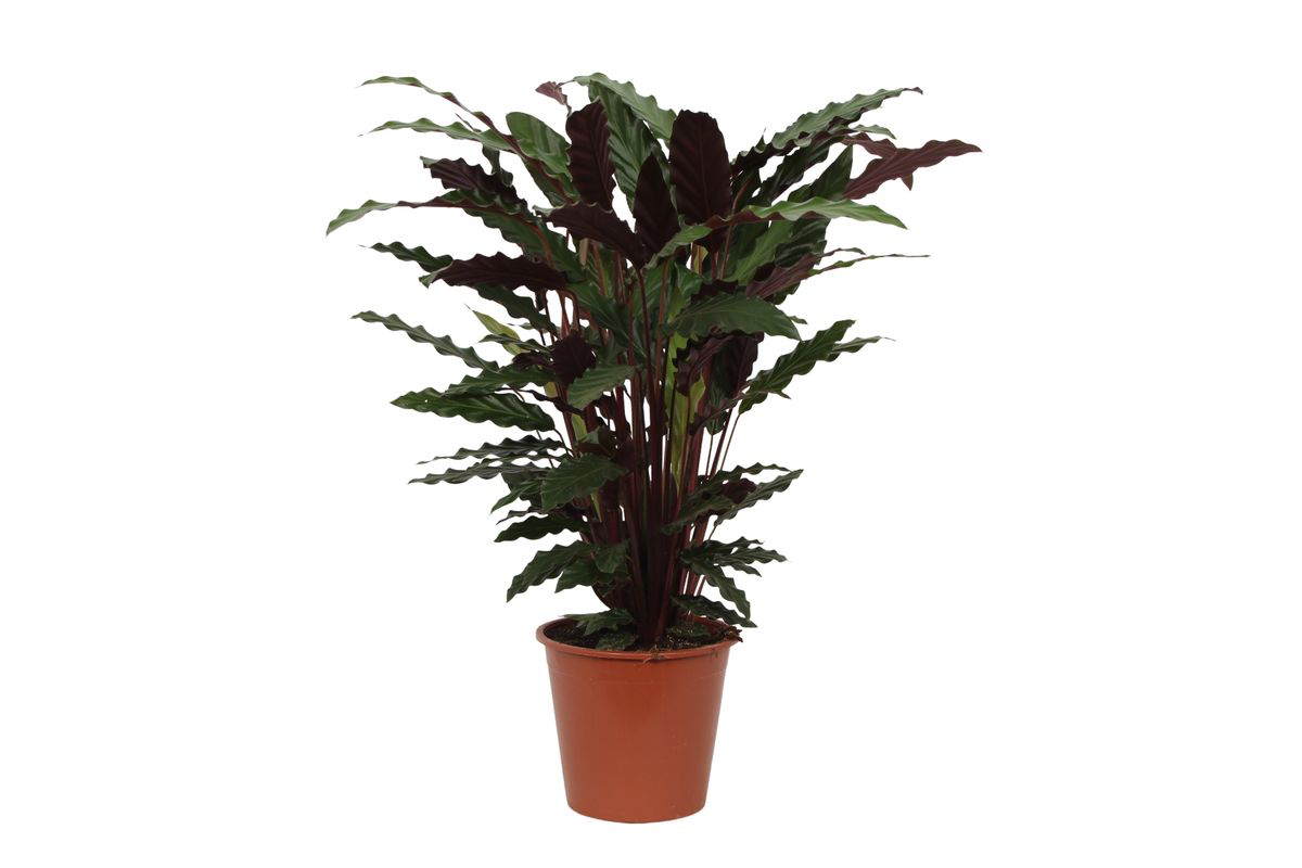 Calathea Wavestar - Ø19cm - ↕80cm
