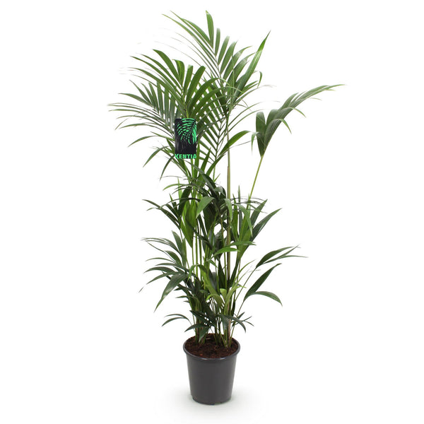 Kentiapalm - Howea forsteriana - Ø27cm - ↕160-170cm