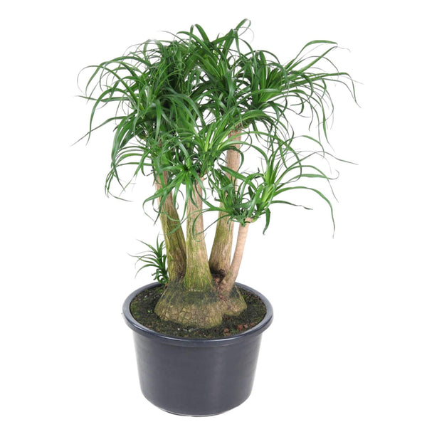 Beaucarnea vertakt - Ø41cm - ↕110cm