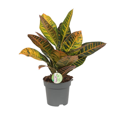 Croton - Codiaeum Petra - Ø17cm - ↕45cm