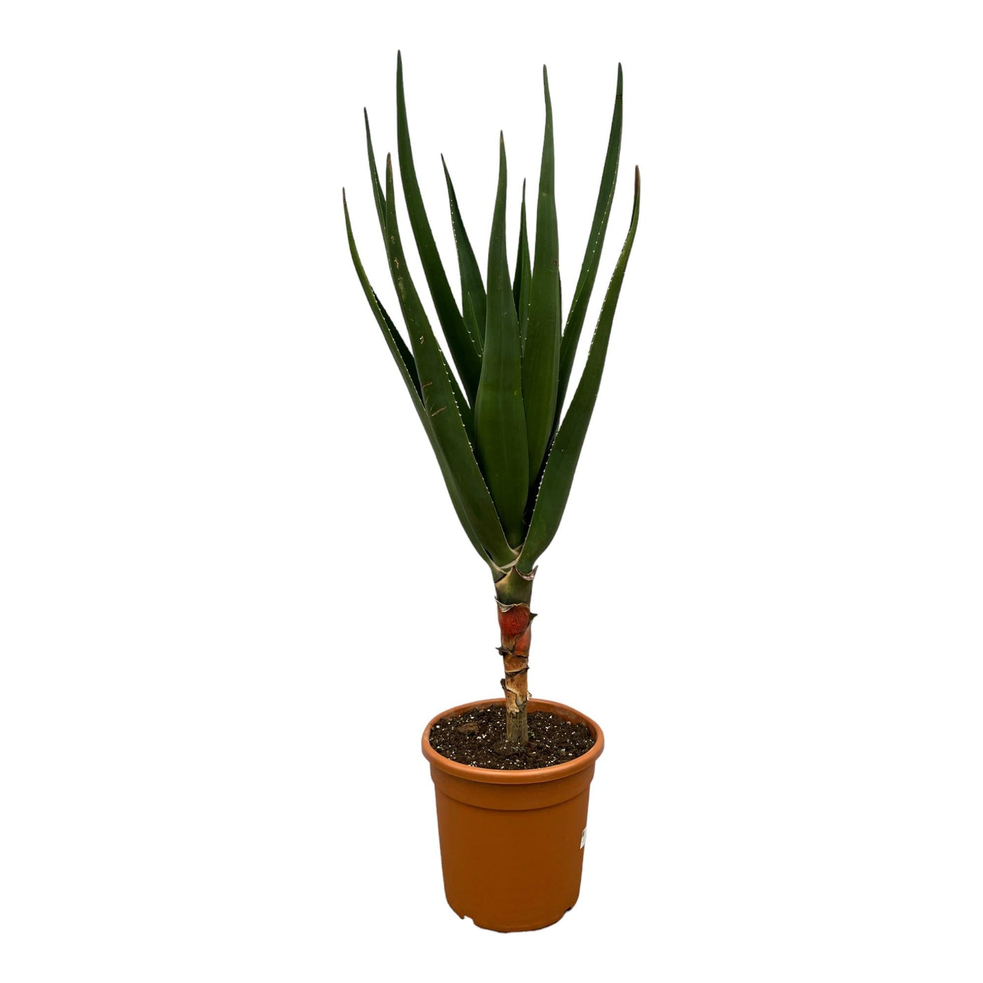 Aloë - Aloe Barberae - Ø24cm - ↕180cm