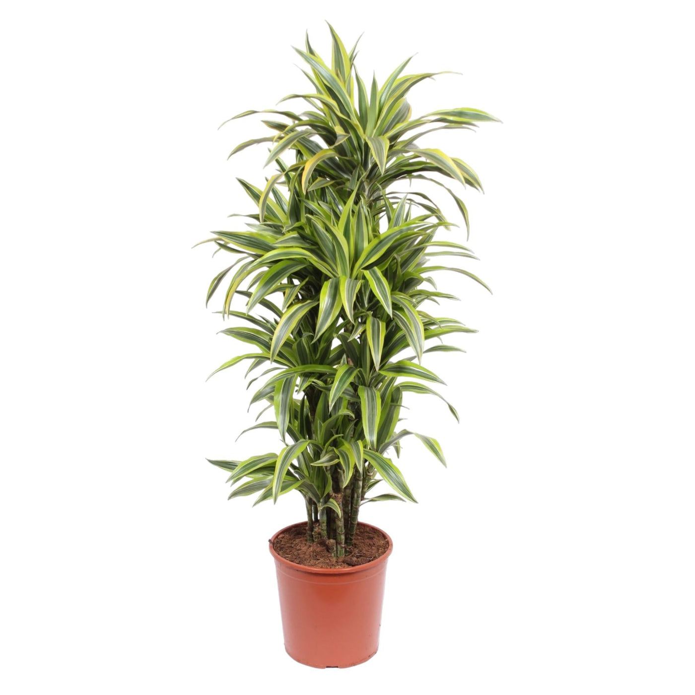 Drakenbloedboom - Dracaena Lemon Lime - Ø30cm - ↕150cm