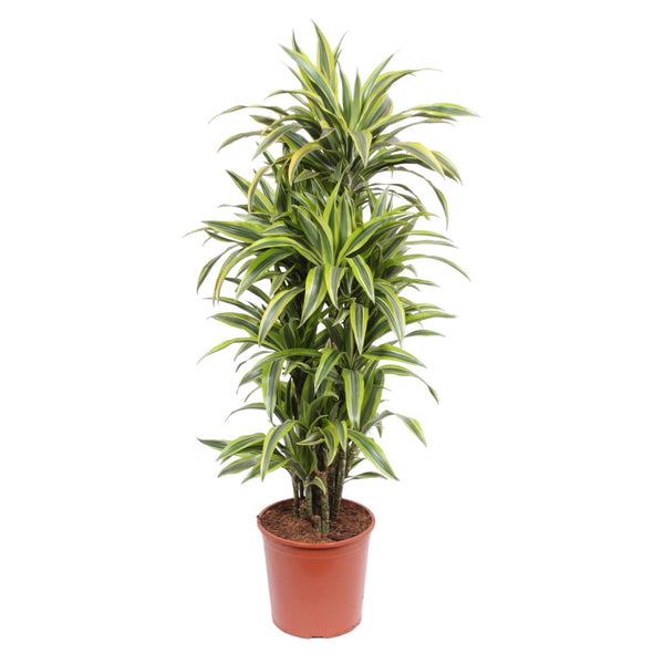 Drakenbloedboom - Dracaena Lemon Lime - Ø30cm - ↕150cm