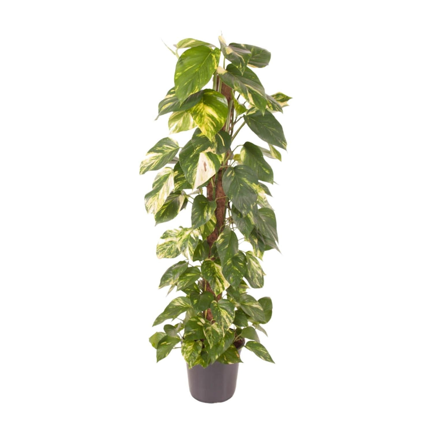 Pothos - Epipremnum pinnatum - Ø24cm - ↕120cm