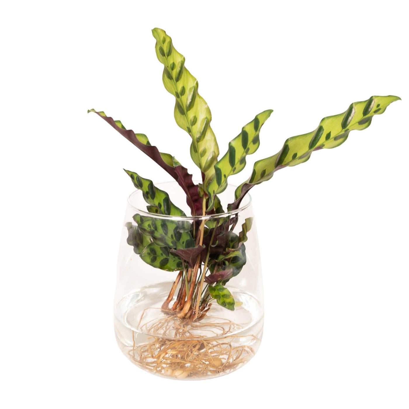 Calathea Insignis op water in Kingston glas - Ø12cm - ↕30cm