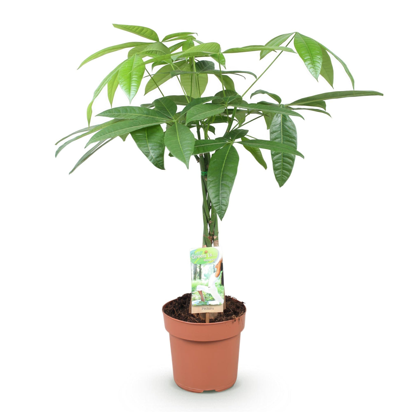 Geldboom - Pachira aquatica gevlochten stam - Ø17cm - ↕60-70cm