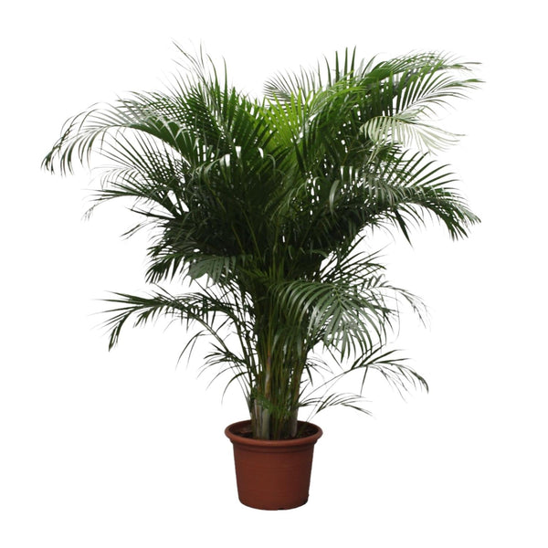 Arecapalm - Dypsis lutescens - Ø40cm - ↕230cm
