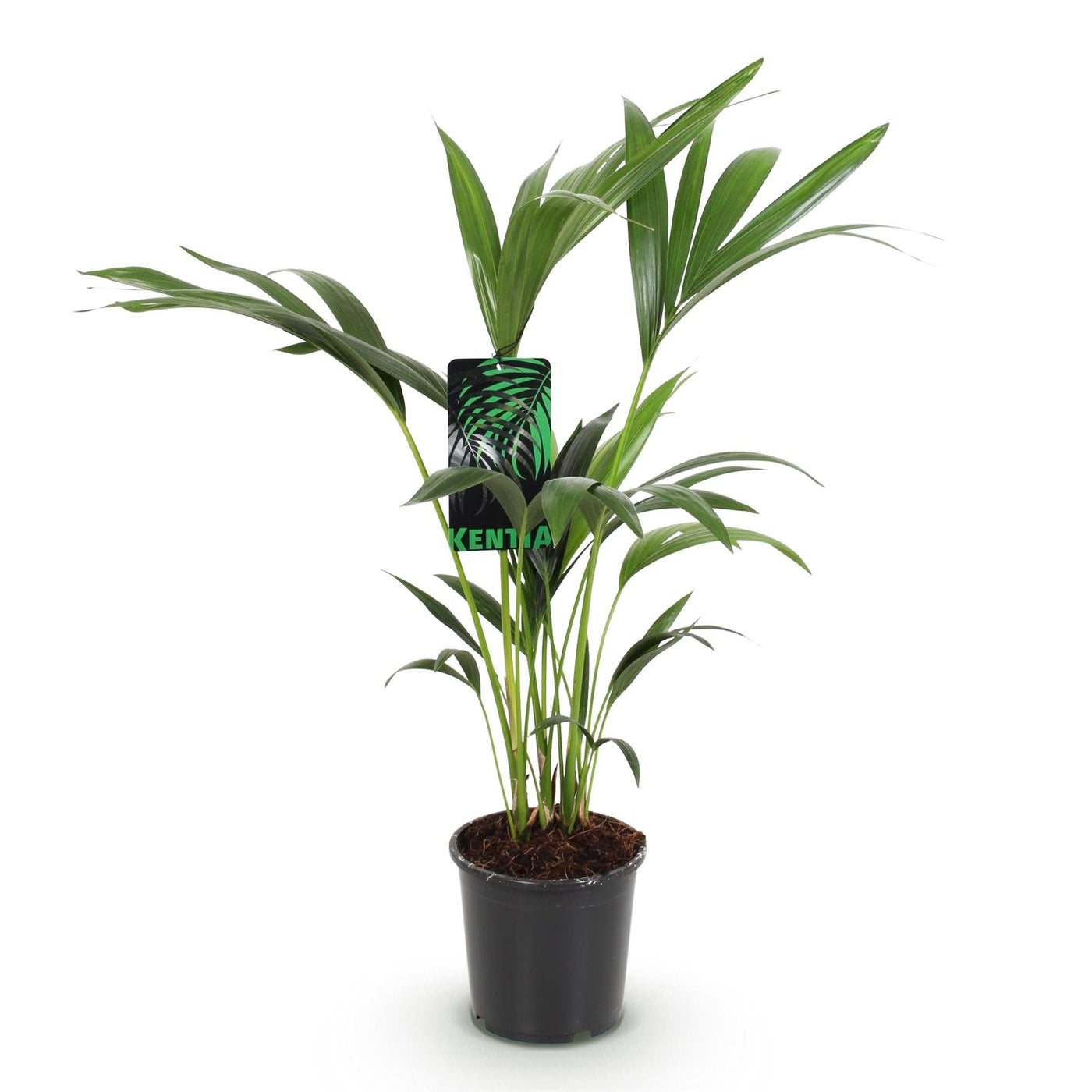 Kentiapalm - Howea forsteriana - Ø17cm - ↕70-75cm